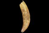 Fossil Crocodile (Elosuchus) Tooth - Rooted #81026-1